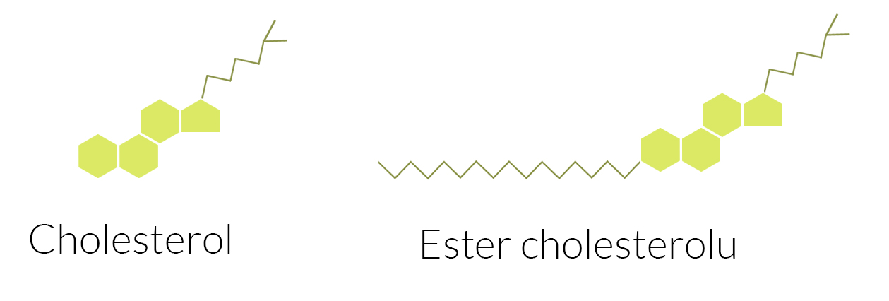 cholesterol i jego ester