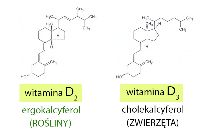 witamina D - ergokalcyferol i cholekalcyferol